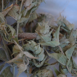 Dried sage, Ada Çayı, for tea and herbal infusions, a light and refreshing taste of the Mediterranean.