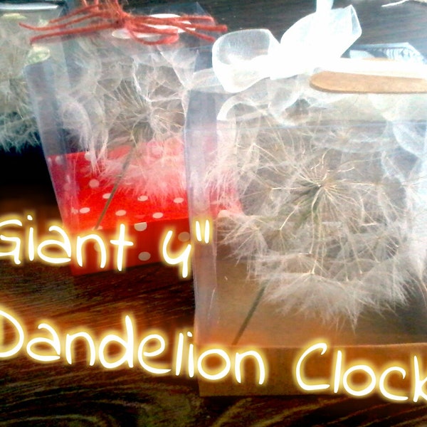 Great unique gift idea, dandelion wishes for anyone, preserved natural giant dandelion clock. Best wishes moving gift for mom, gift for dad.