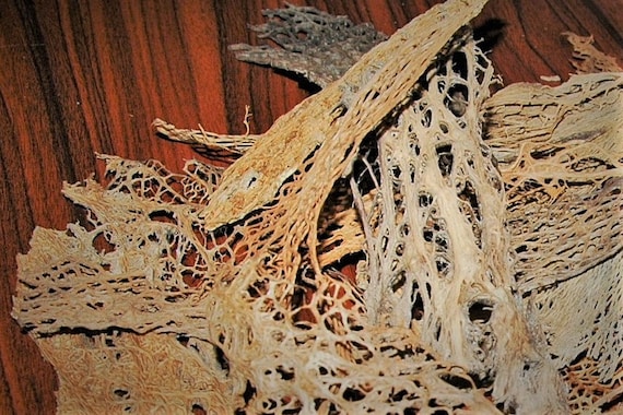Cactus Lace Fiber Pieces, by the Ounce, Natural Dried Botanical for  Collage, Sculpture...anything You Can Imagine... - Etsy New Zealand
