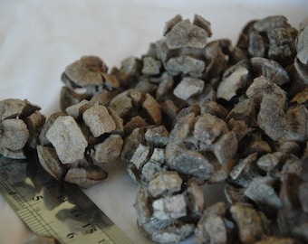 May include: A close-up of a pile of dried, gray, woody cones. The cones are clustered together and have a rough, textured surface.