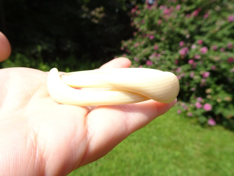 Wonderful Example of Snake Jewelry Great Bangle Circa 1920 Antique Celluloid Snake Bracelet Look!