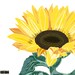 Printable Sunflower Wall Art, Sunflower Art Print, Modern Farmhouse ...