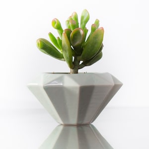 May include: A small succulent plant with green leaves and red tips growing in a light gray diamond-shaped ceramic pot.