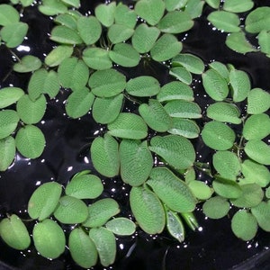 May include: Close-up of floating aquatic plants with bright green, textured leaves. The leaves are oval-shaped and densely packed, floating on dark water. The image highlights the natural patterns and textures of the plant.