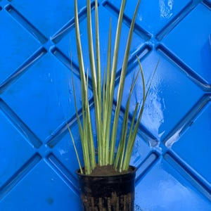 May include: A potted plant with long, slender green leaves with white stripes. The plant is in a black plastic pot. The background is a blue surface with a diamond pattern.