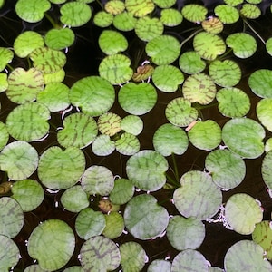 May include: A close-up of a large group of green, round, patterned leaves floating on the surface of the water. The leaves have a light green center and darker green veins.