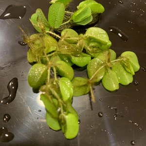 Salvinia Natans Floating Fern 8 Live Floating Aquarium Plants with 50 Leaves Free Shipping image 3