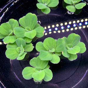 Free Shipping - Water Lettuce Rosette (4) Live Floating Aquarium Plant with (12+) Leaves