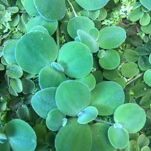 Op de afbeelding: Een close-up van een groene plant met ronde, overlappende bladeren. De bladeren zijn een levendige groene kleur en hebben een gladde textuur.