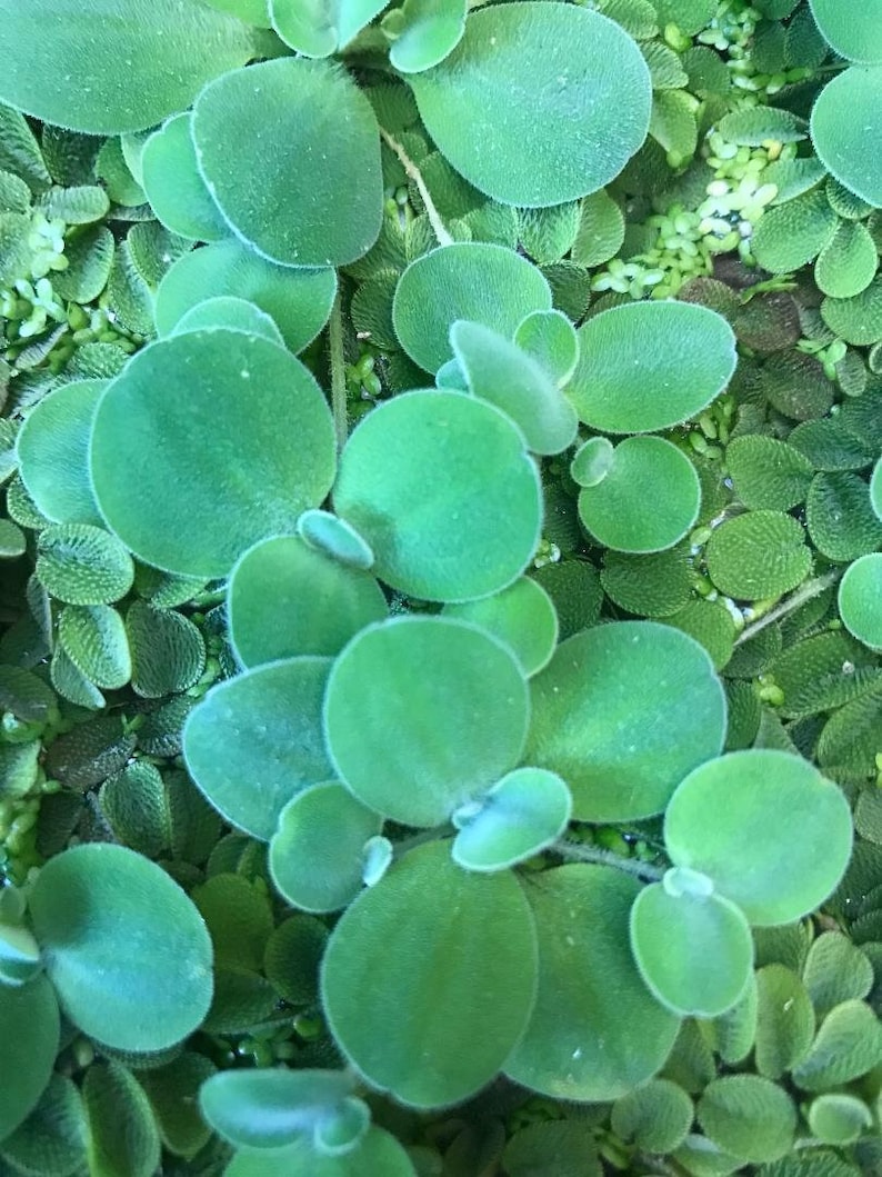 Op de afbeelding: Een close-up van een groene plant met ronde, overlappende bladeren. De bladeren zijn een levendige groene kleur en hebben een gladde textuur.