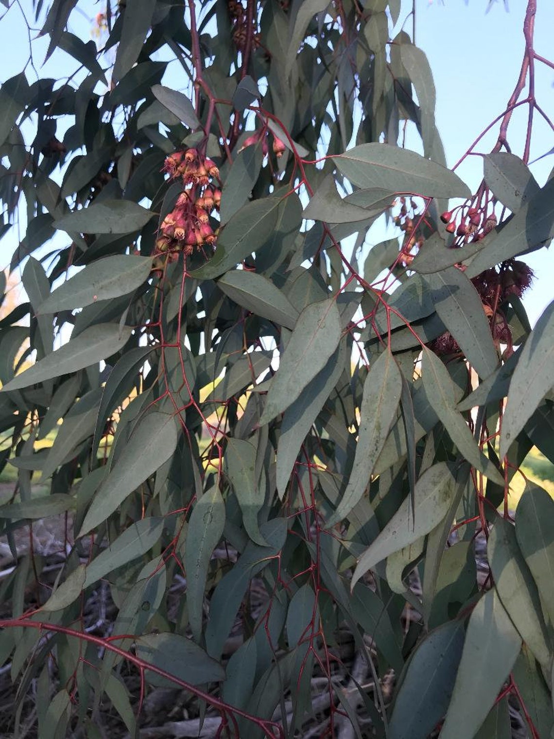 Eucalyptus Leaves 80 Fresh Real Picked Long Shape Home Etsy