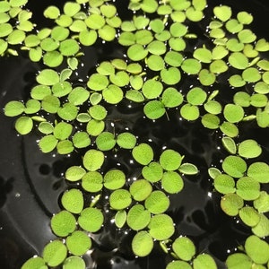 Salvinia Minima | Water Spangles (20+) Live Floating Aquarium Plants with (60+) Leaves - Free Shipping