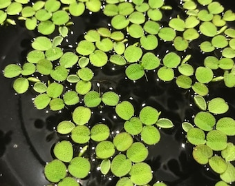 Salvinia Minima | Water Spangles (20+) Live Floating Aquarium Plants with (60+) Leaves - Free Shipping