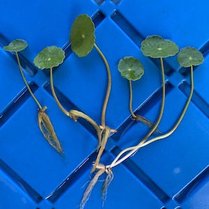 Hydrocotyle Verticillata | Whorled Pennywort (6) Live Aquarium Plant Pond Plant House Plant Nodes with Roots