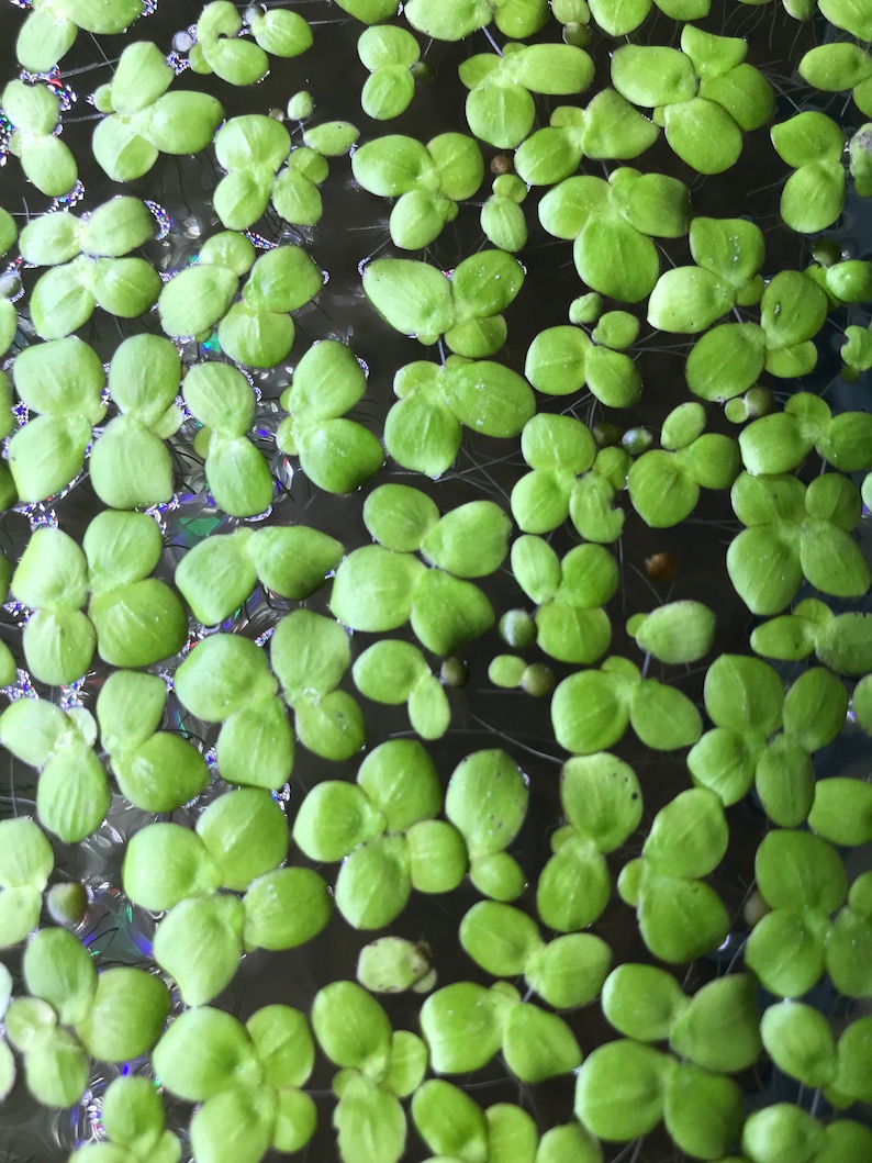 Giant Duckweed 20 Live Floating Aquarium Plant Free Etsy
