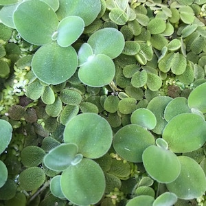Op de afbeelding: Een close-up van een groene waterplant met ronde, overlappende bladeren. De plant groeit in een ondiep waterlichaam.