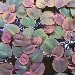 Red Root Floater Phyllanthus Fluitans (5) Live Floating Aquarium Plants with (15+) Leaves - Free Shipping