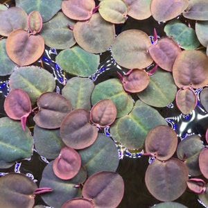 Red Root Floater Phyllanthus Fluitans (4) Live Floating Aquarium Plants with (15+) Leaves - Free Shipping