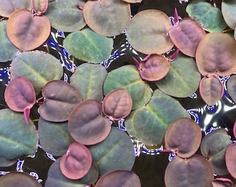 Red Root Floater Phyllanthus Fluitans (5) Live Floating Aquarium Plants with (15+) Leaves - Free Shipping
