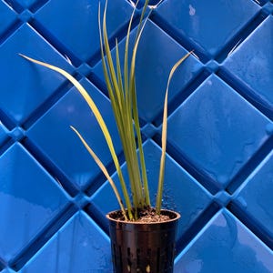 May include: A small green plant with long, thin leaves growing in a black plastic pot with drainage holes. The pot is against a blue background.