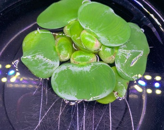 Dwarf Water Hyacinth (1) Live Floating Aquarium Plant Pond Plant with (4+) Leaves - Free Shipping