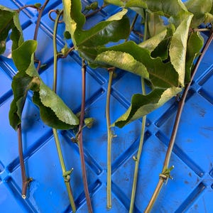 Free Shipping - 6 Purple Passion Fruit Passiflora Edilis Vine Fresh Cuttings