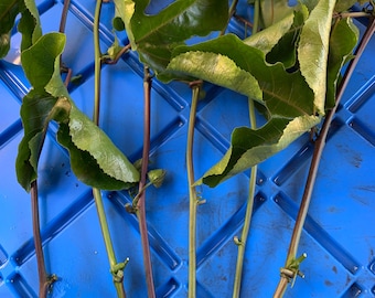 Free Shipping - 6 Purple Passion Fruit Passiflora Edilis Vine Fresh Cuttings
