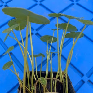 May include: A close-up of a small potted plant with multiple green leaves and stems. The plant is in a black plastic pot and is sitting on a blue surface.