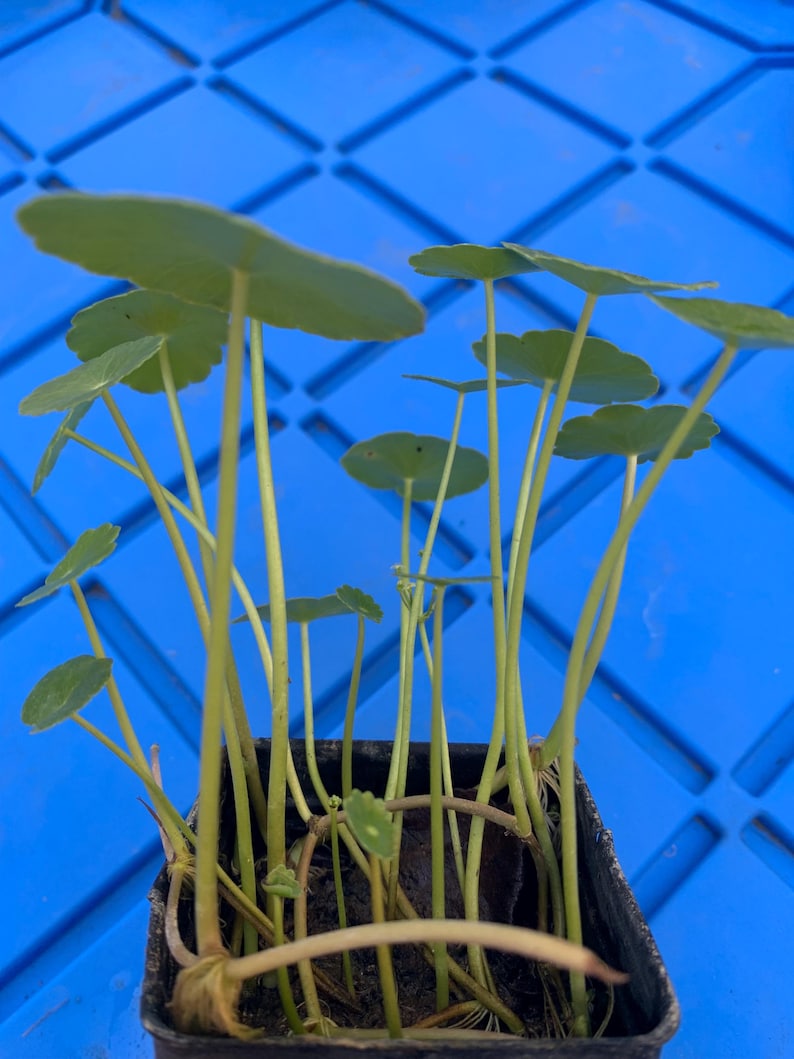 May include: A close-up of a small potted plant with multiple green leaves and stems. The plant is in a black plastic pot and is sitting on a blue surface.