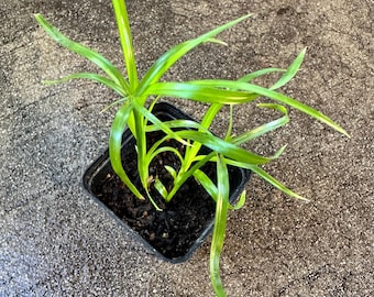 Free Shipping - Dwarf Umbrella Palm Plants in 2 inch pot Live Pond Plants