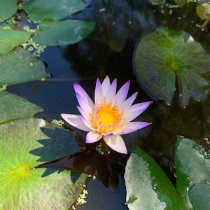 Free Shipping - Nymphaea Purple Joy Water Lily Tuber Bulb (1) Live Aquarium Plant Pond Plant