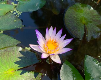 Nymphaea Purple Joy Water Lily Tuber Bulb (1) Live Aquarium Plant Pond Plant - Free Shipping