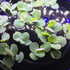 Dwarf Water Lettuce (4) Live Floating Aquarium Plant with (12+) Leaves - Free Shipping