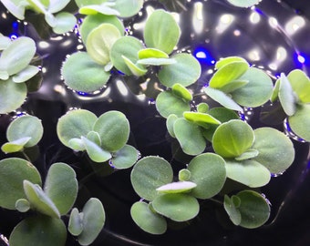 Dwarf Water Lettuce (4) Live Floating Aquarium Plant with (12+) Leaves - Free Shipping