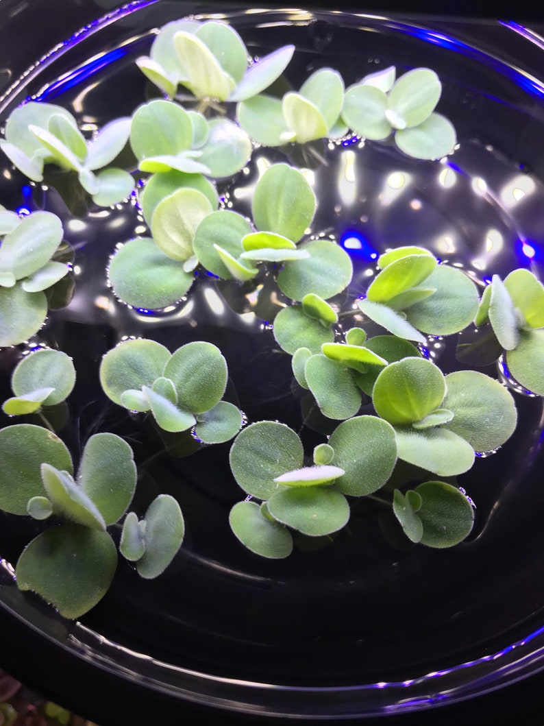 Dwarf Water Lettuce 4 Live Floating Aquarium Plant with Etsy