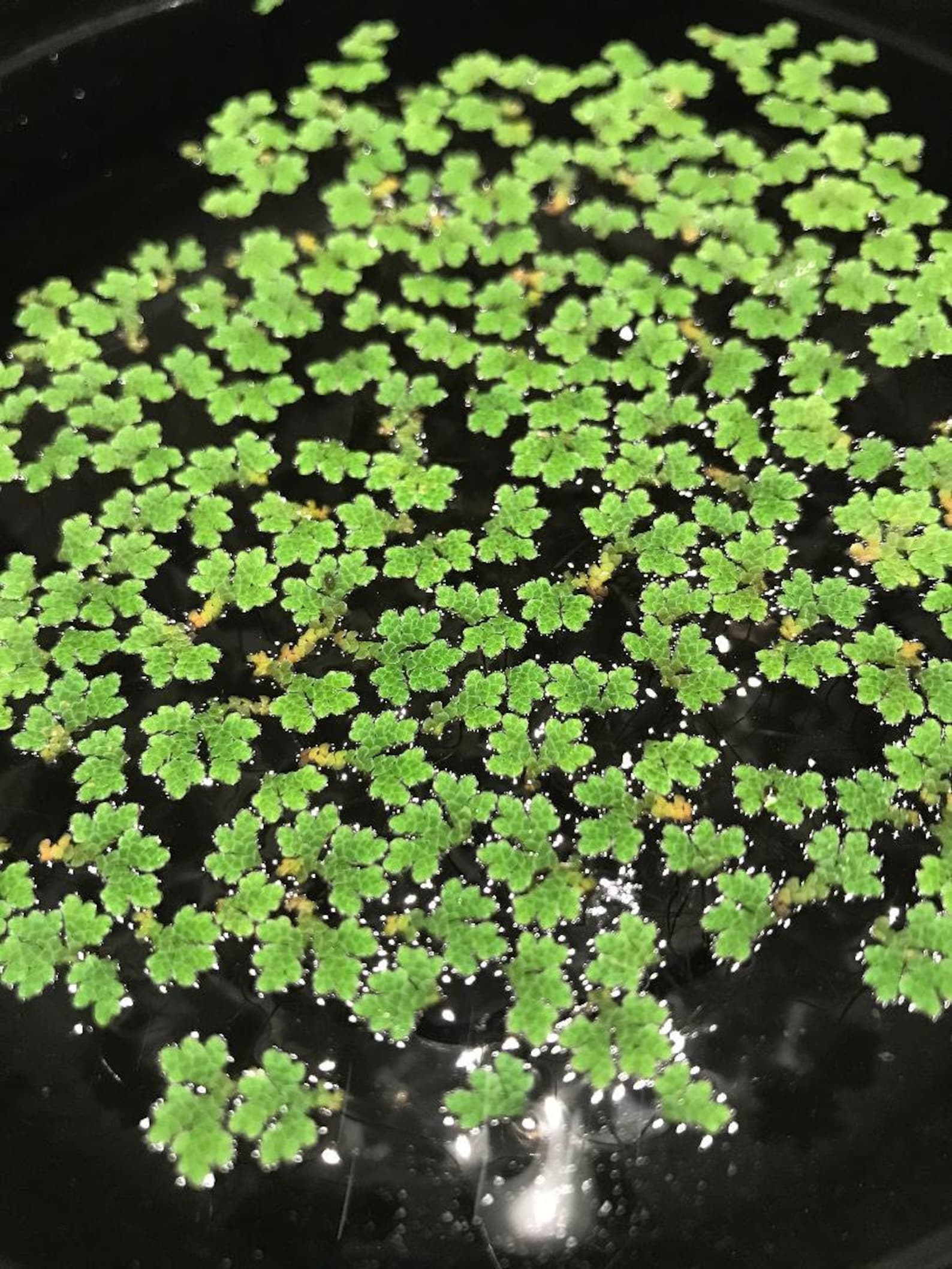 Azolla Fairy Moss Mosquito Ferns 20 Live Floating | Etsy