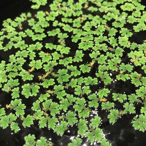 Azolla | Fairy Moss | Mosquito Ferns (30+) Live Floating Aquarium Plant - Free Shipping