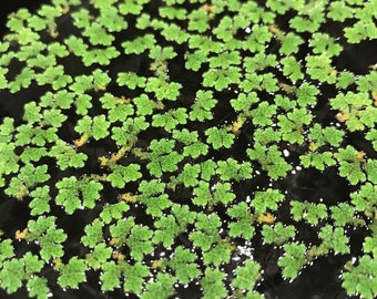 Azolla | Fairy Moss | Mosquito Ferns (30+) Live Floating Aquarium Plant - Free Shipping