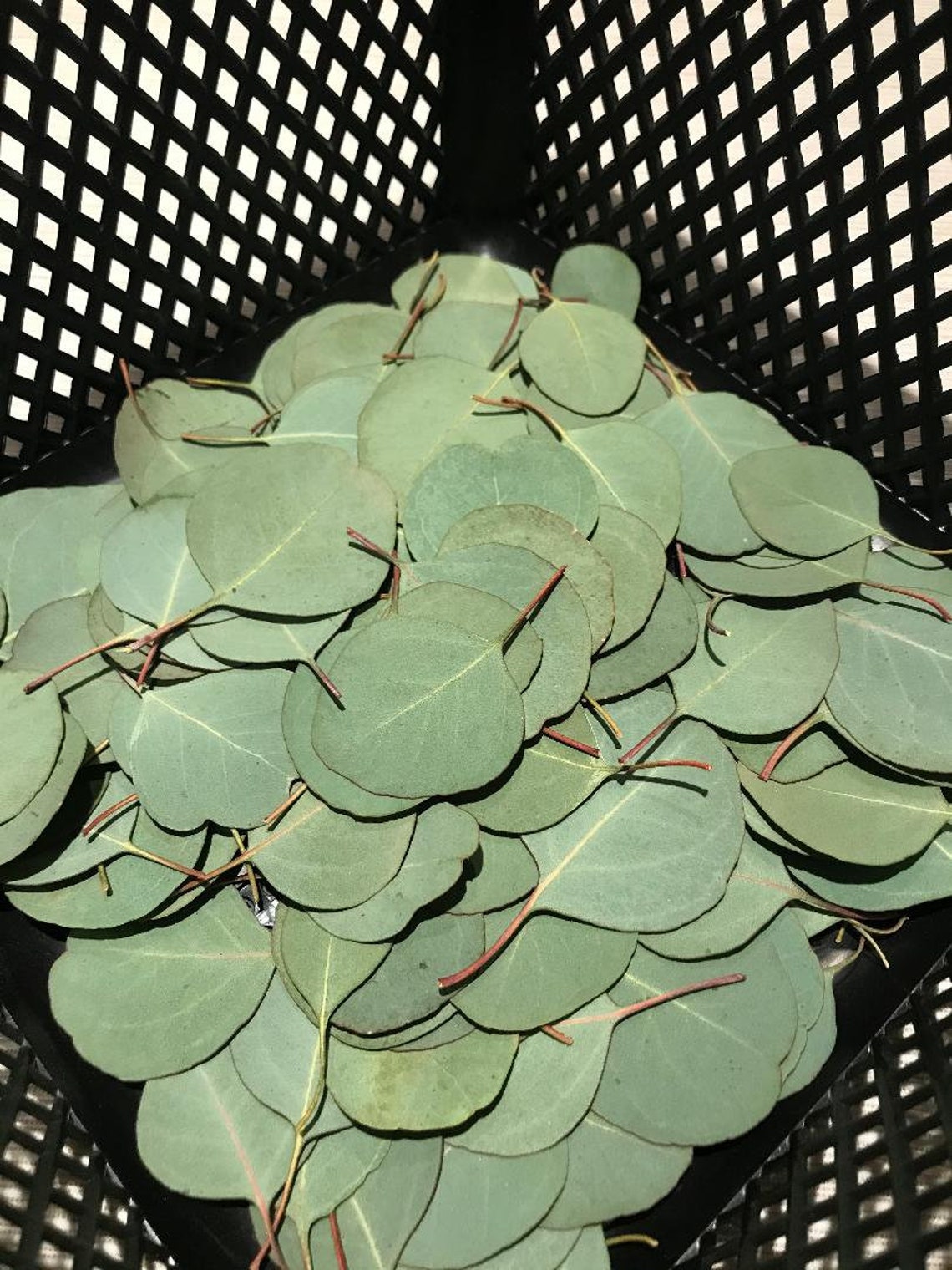 Hojas de eucalipto 80 fresco real elegido forma redonda Etsy