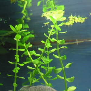 Free Shipping - Bacopa Caroliniana (5) Live Aquarium Plant Stems