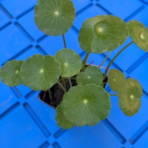 May include: A close-up of a potted plant with round, green leaves. The plant is sitting on a blue surface with a diamond pattern.