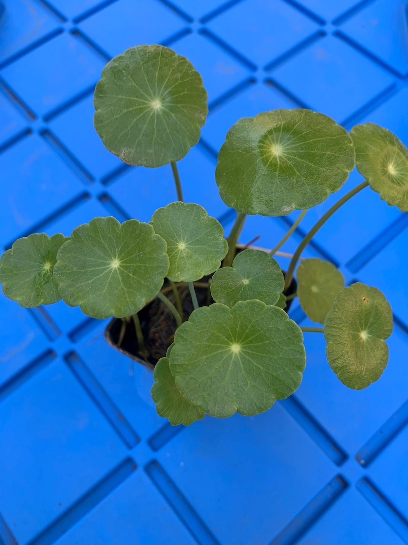 May include: A close-up of a potted plant with round, green leaves. The plant is sitting on a blue surface with a diamond pattern.