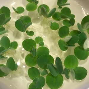 Op de afbeelding: Een close-up van een witte kom gevuld met water en groene waterplanten. De planten hebben ronde, groene bladeren en witte wortels.
