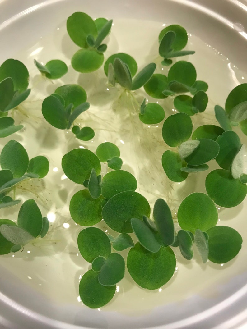 Op de afbeelding: Een close-up van een witte kom gevuld met water en groene waterplanten. De planten hebben ronde, groene bladeren en witte wortels.