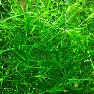 Free Shipping - Guppy Grass (5) Live Floating Aquarium Plant Stems