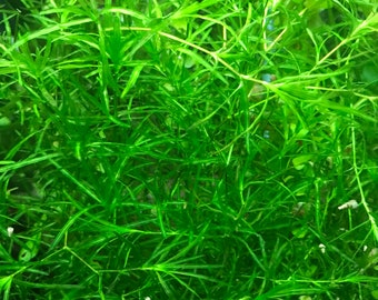 Free Shipping - Guppy Grass (5) Live Floating Aquarium Plant Stems