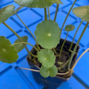 May include: A small potted plant with round, green leaves. The plant is in a black plastic pot and is sitting on a blue surface.
