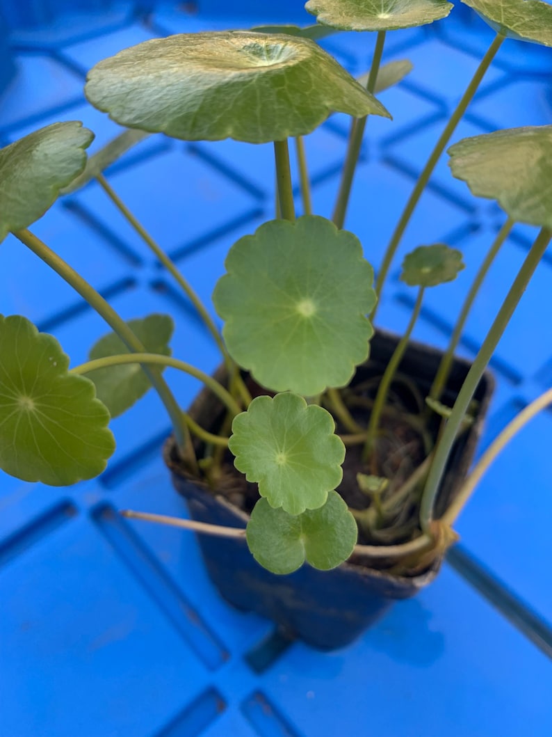 May include: A small potted plant with round, green leaves. The plant is in a black plastic pot and is sitting on a blue surface.