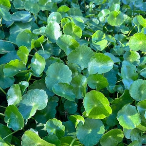 Free Shipping - Hydrocotyle Verticillata | Whorled Pennywort | Copper Coin Pennywort Live Aquarium Pond Plant House Plant in 2 inch pot image 8