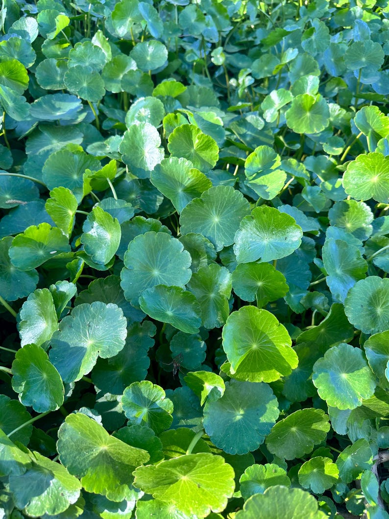 Free Shipping - Hydrocotyle Verticillata | Whorled Pennywort | Copper Coin Pennywort Live Aquarium Pond Plant House Plant in 2 inch pot image 8